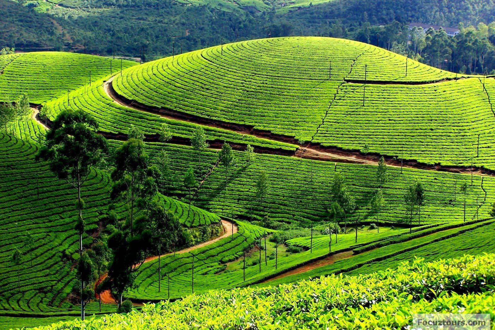 Ooty Honeymoon Tour Packages – 3 Days